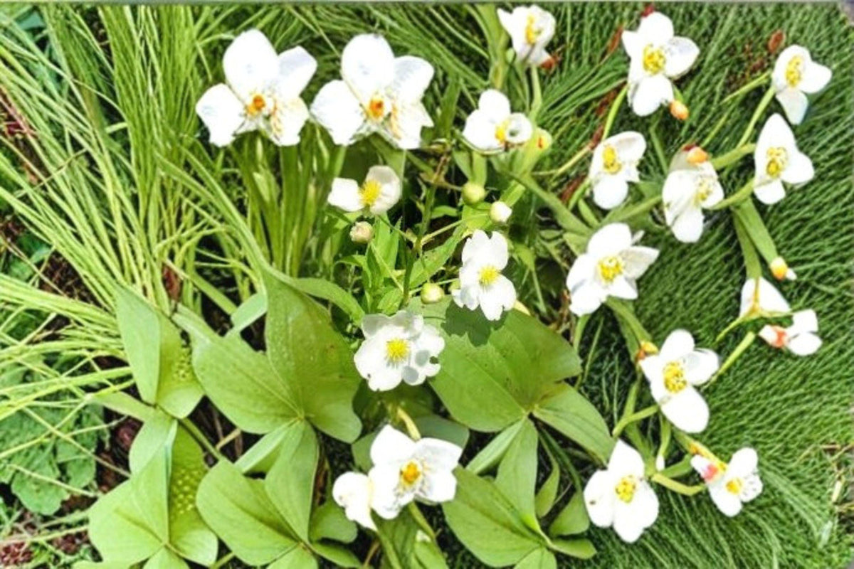 500 Seeds for Planting Common Arrowhead, Sagittaria latifolia, Native Aquatic Plant for Ponds & Wetlands