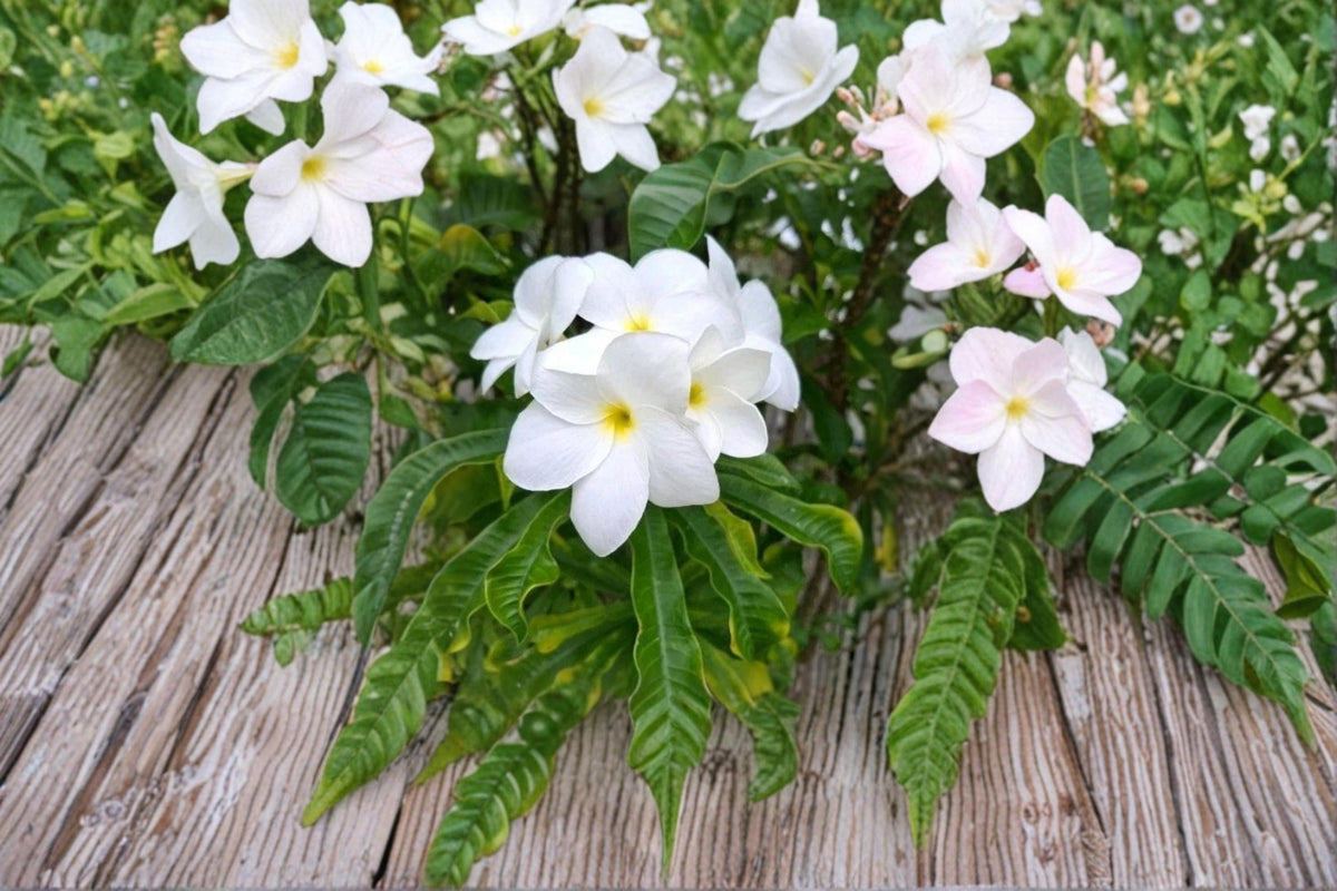 Bridal Bouquet Plumeria Cutting 10" Snow White Frangipani Plumeria pudica - Tropical Ornamental Shrub for Gardens
