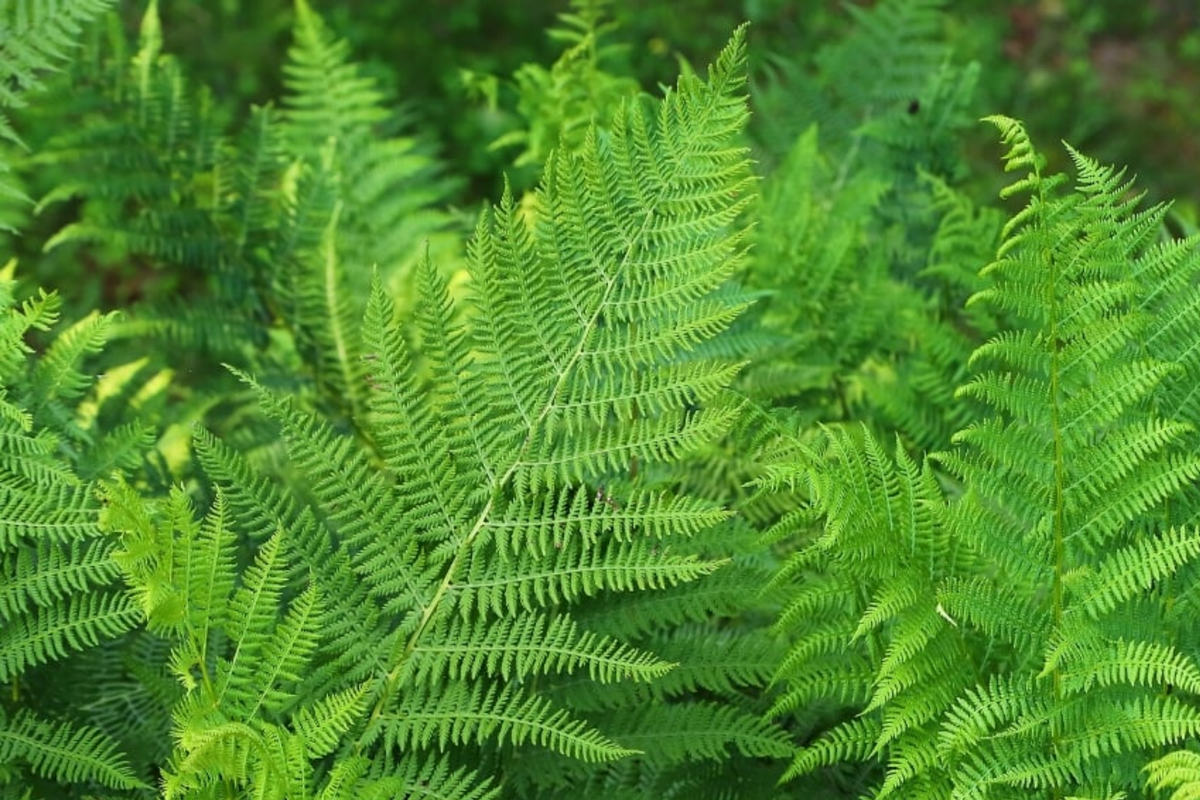 10 Bare Root Lady Ferns - Athyrium filix-femina - Native Perennial, Shade-Loving, Cold-Hardy, Deer-Resistant Plants