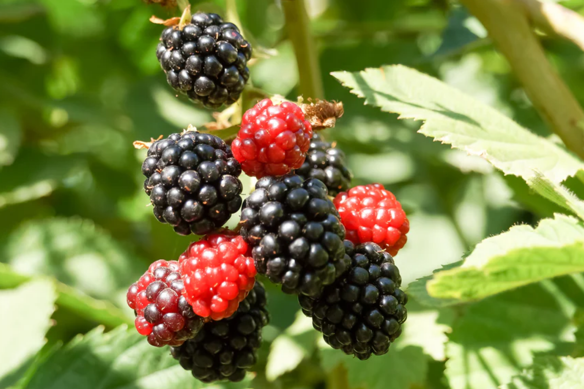 3 Bare Root Apache Thornless Blackberry Plants - Rubus fruticosus 'Apache', High-Yield Sweet Berries, Easy to Grow