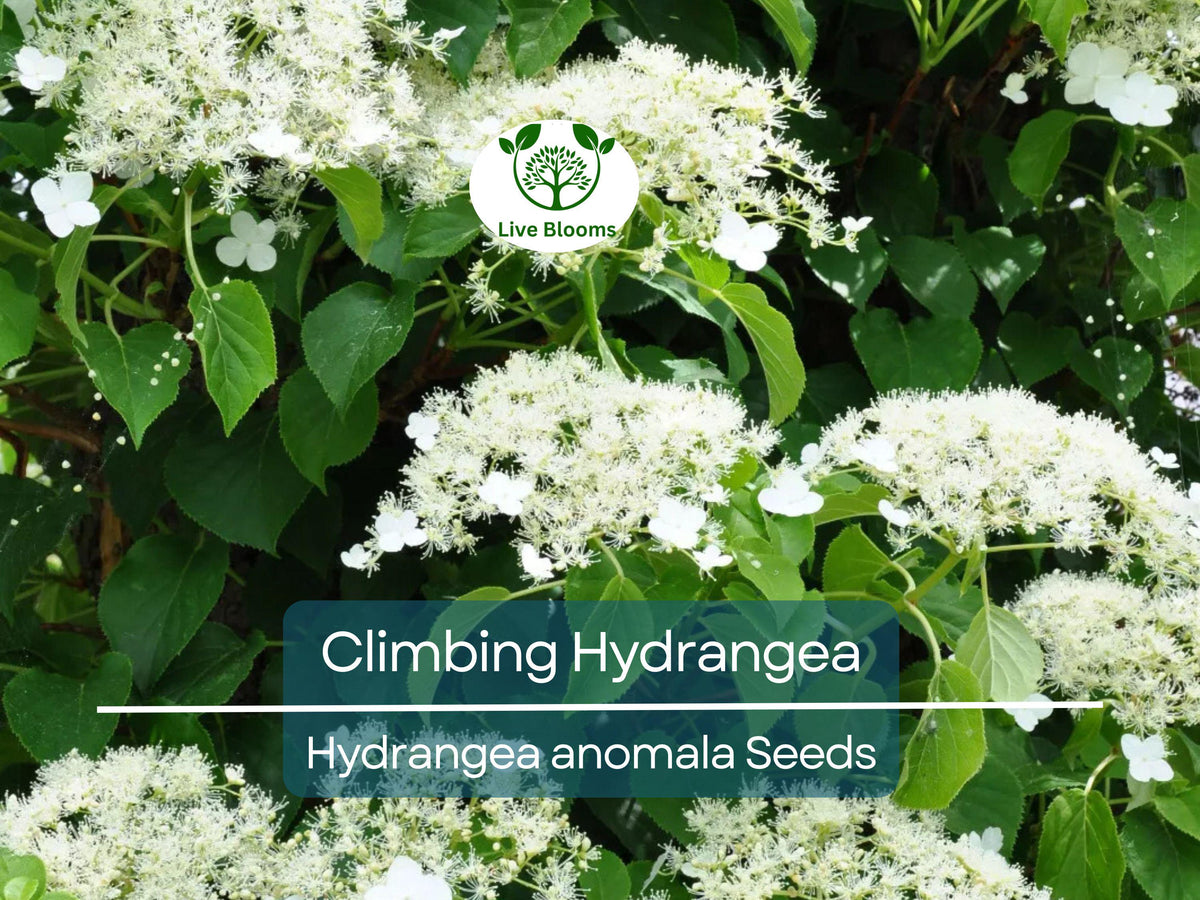 50 Climbing Hydrangea Seeds - Vining Flower Bush, Hardy Evergreen Shrub, Hydrangea anomala for Gardens & Fences