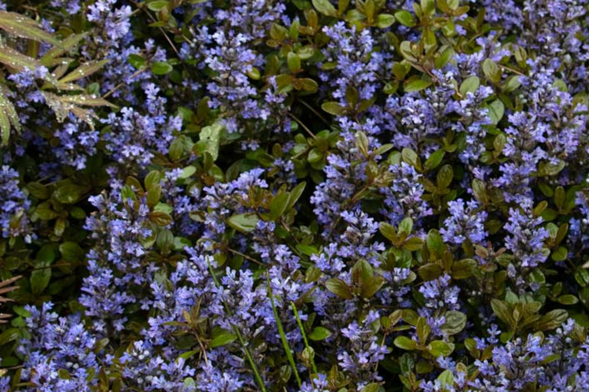 3 Bare Root Ajuga Chocolate Chip Bugleweed Plants - Perennial Ground Cover, Deer Resistant, Blue Flowers, Ajuga reptans ‘Chocolate Chip’