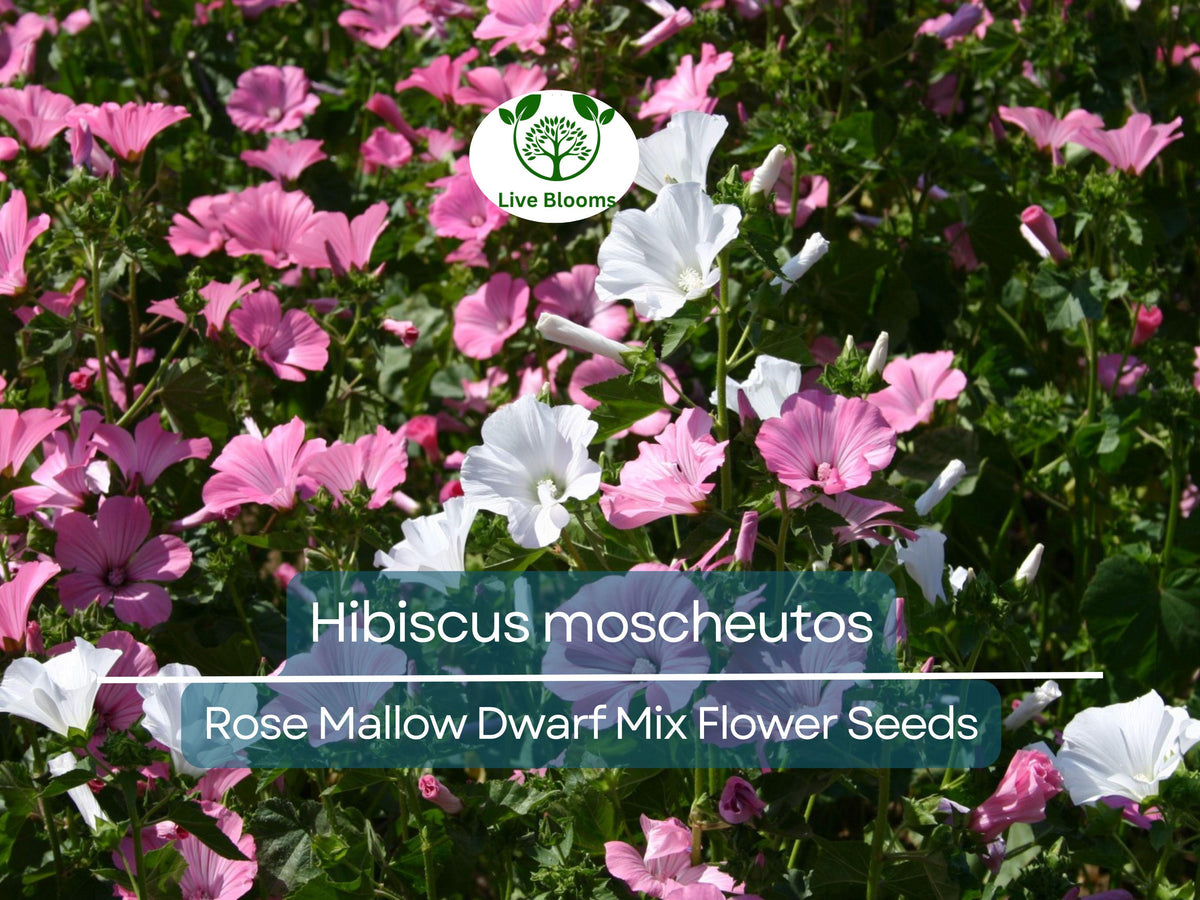 40 Rose Mallow Dwarf Mix Seeds - Colorful Hibiscus moscheutos, Perennial Flower, Compact, Pollinator Friendly, Ideal for Gardens