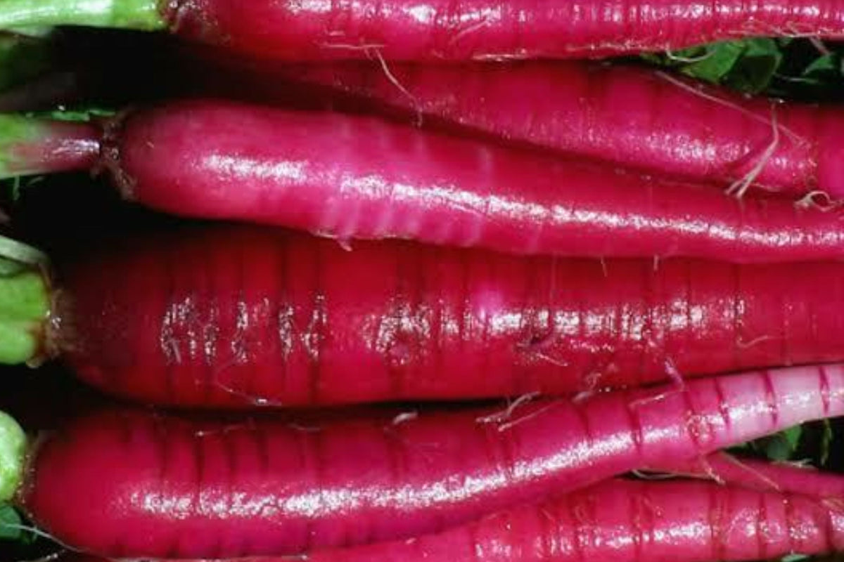 Long Red Radish Seeds 300+ Non-GMO Heirloom Raphanus sativus for Vegetable Garden, Fast-Growing and Flavorful