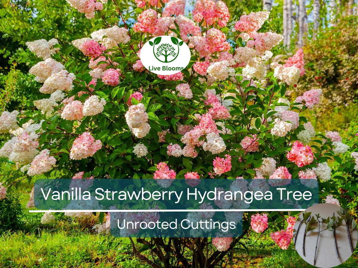 5 Fresh Unrooted Cuttings 4-7" Vanilla Strawberry Hydrangea - Hydrangea paniculata, Hardy Perennial Ornamental Shrub