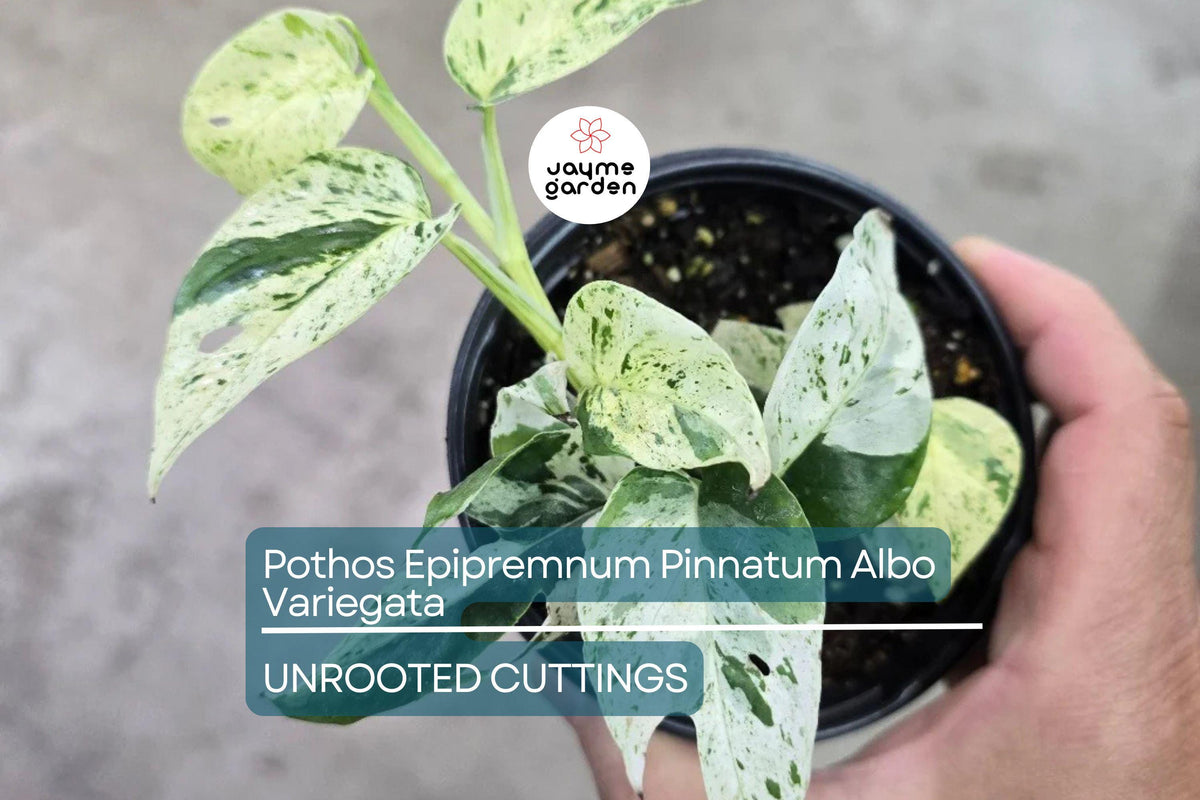 Pothos Cuttings - Variegated Epipremnum Pinnatum Albo Variegata - Indoor Climbing Plant with Fenestrated Leaves - Easy Care