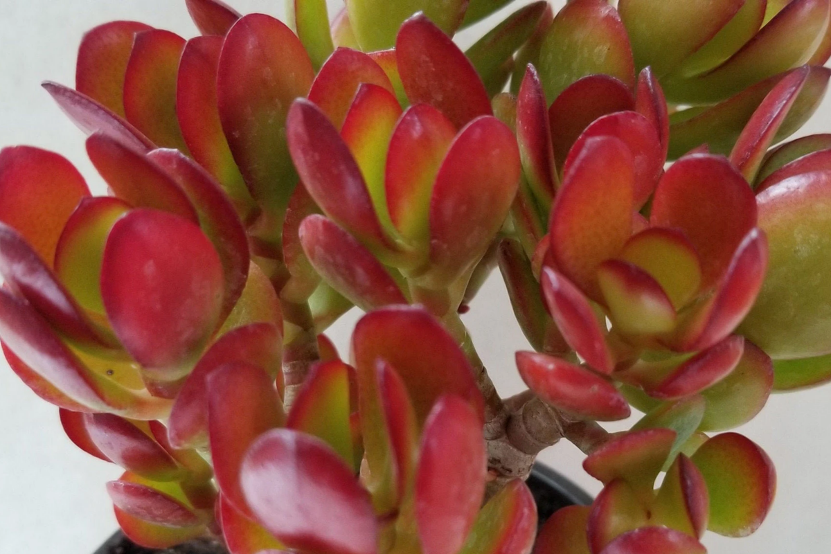 Rare Red Akai Jade Succulent Cutting 5-6" Unrooted Crassula Ovata Unique Color for Propagation Indoor Plant