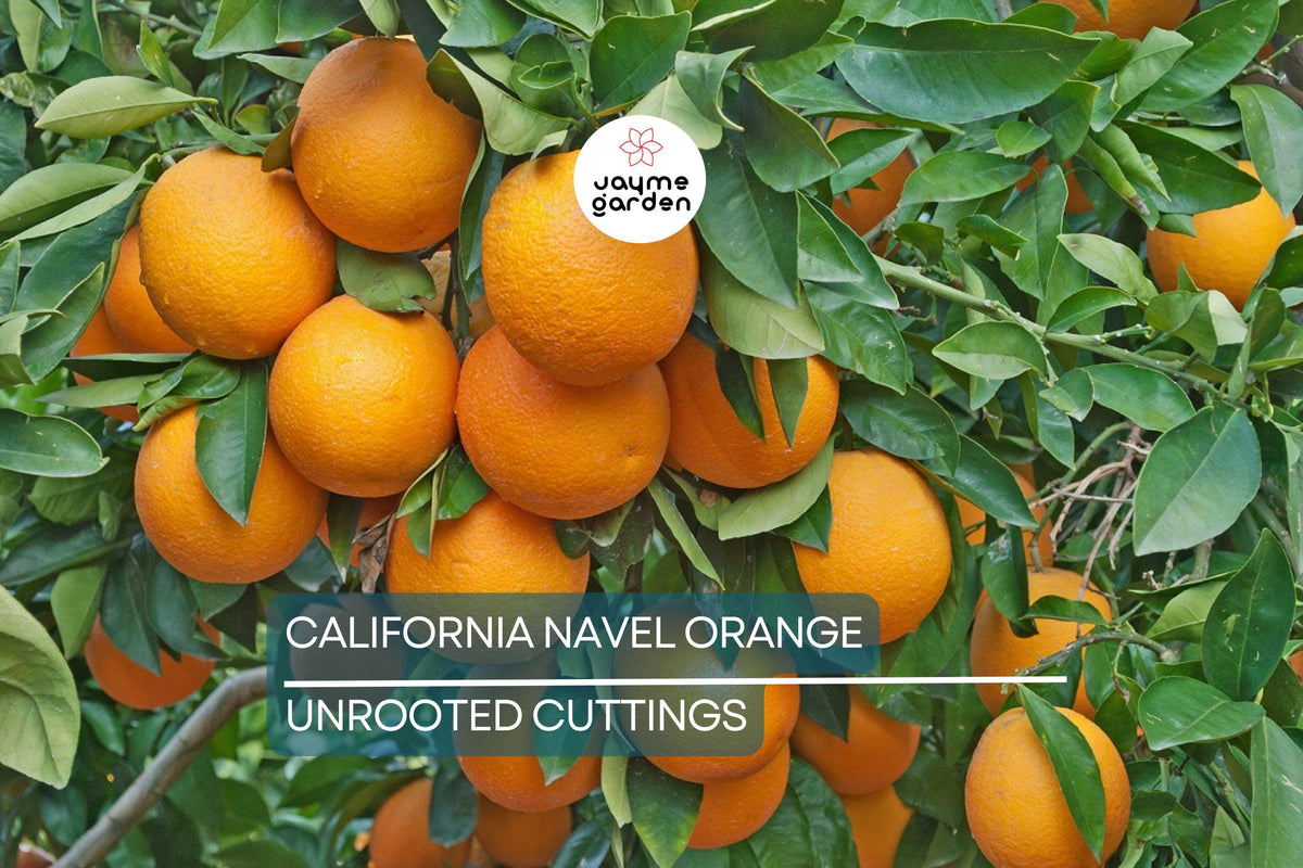 Navel Orange Cuttings | 5 Fresh Citrus Cuttings | Grow Your Own California Orange Tree | Citrus sinensis