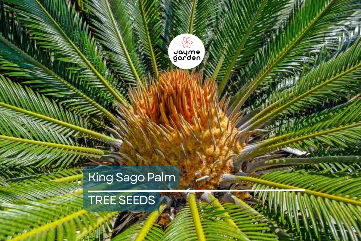 5 King Sago Palm Seeds - Cycas Revoluta - Hardy Tropical Cycad for Indoor & Outdoor Use - Slow-Growing Evergreen Palm