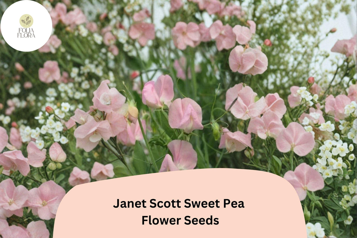 Janet Scott Sweet Pea Seeds | 50+ Fragrant Pink Climbing Annual Flowers | Lathyrus odoratus | Heirloom Variety for Garden