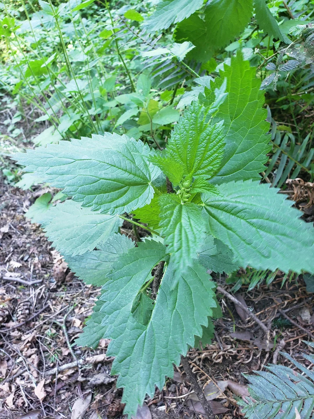 Large Bareroot Roots Wild Stinging Wood Nettle Laportea canadensis | Hardy Green Foliage for Shade Gardens