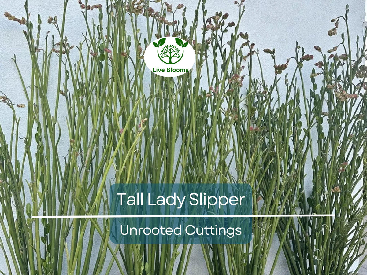 5 Stems Tall Lady Slipper Succulent Cuttings 3-12" | Pedilanthus | Unique Indoor Plant | Easy to Root, Low Maintenance