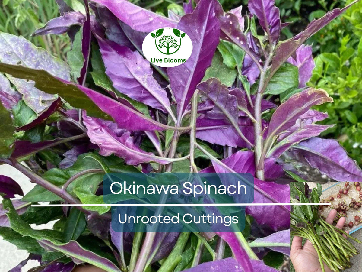 12 Unrooted Cuttings Okinawa Spinach 5-6" Gynura bicolor Edible Purple Leaf Plant Easy to Grow Nutrient-Rich Herb Starter