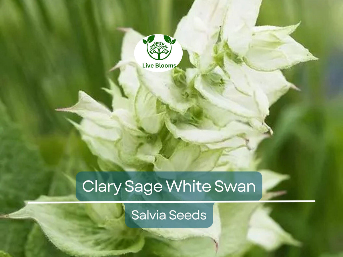 200 Seeds Clary Sage White Swan, Pollinator-Friendly Herb, Non-GMO Salvia, Easy to Grow for Birds & Butterflies