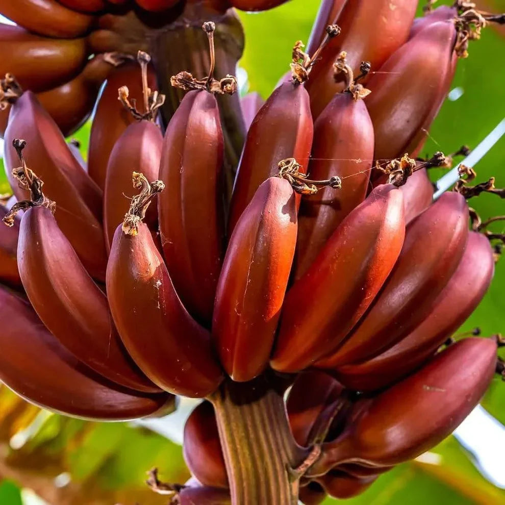 Live Red Dacca Banana Plant - Rare Tropical Fruit - Musa acuminata - Indoor/Outdoor Edible Banana Tree - Sweet Red Bananas