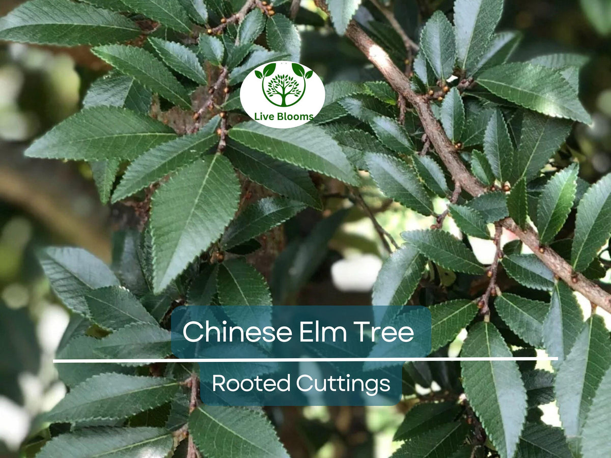 3 Rooted Chinese Elm Cuttings | Ulmus parvifolia | Lacebark Elm | Hardy Bonsai Tree | Ornamental Home & Garden Plant