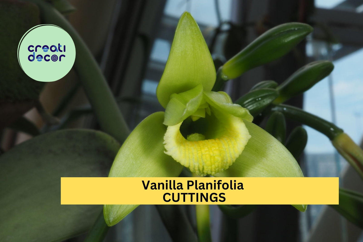 Fresh 12" Vanilla Planifolia Cuttings - Tropical Orchid Vine for Indoor Trellis - Ideal for Greenhouses - USA