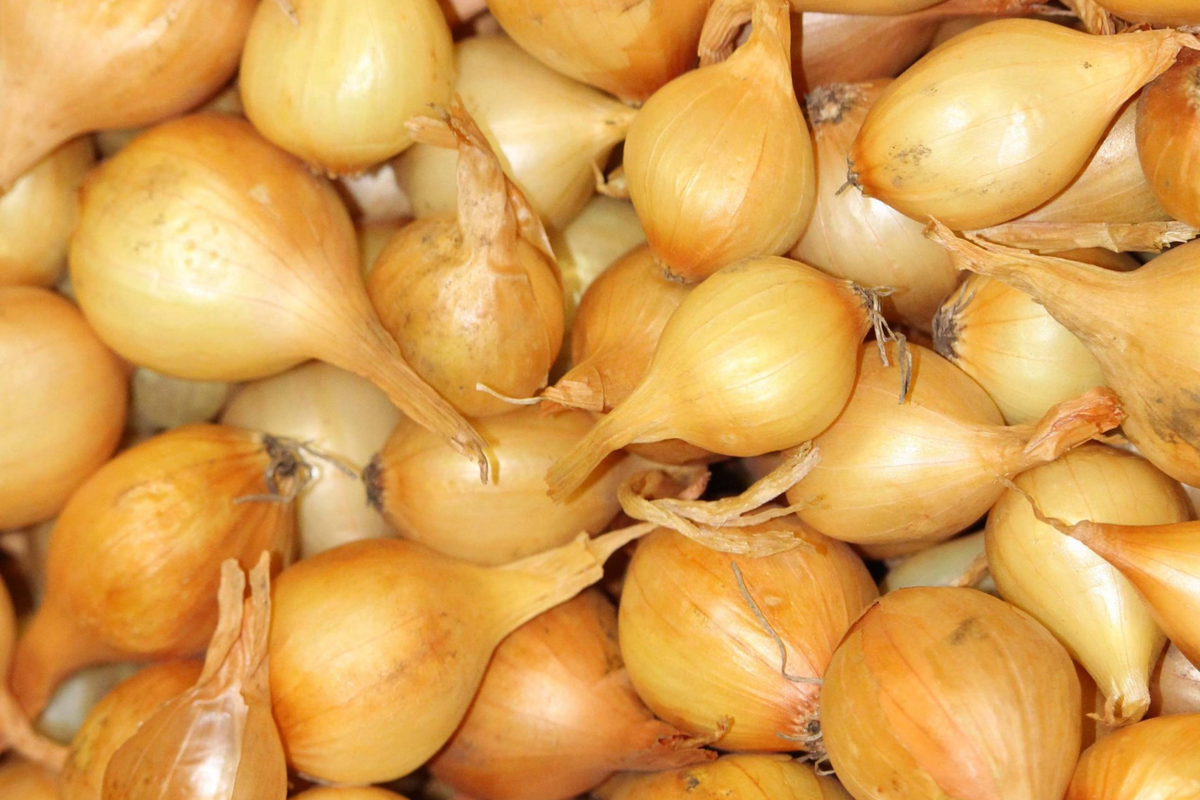 Yellow Onion Sets 8 oz. Stuttgarter Variety Naturally Grown Non-GMO Allium cepa - Easy to Grow & Store, 40-60 Bulbs