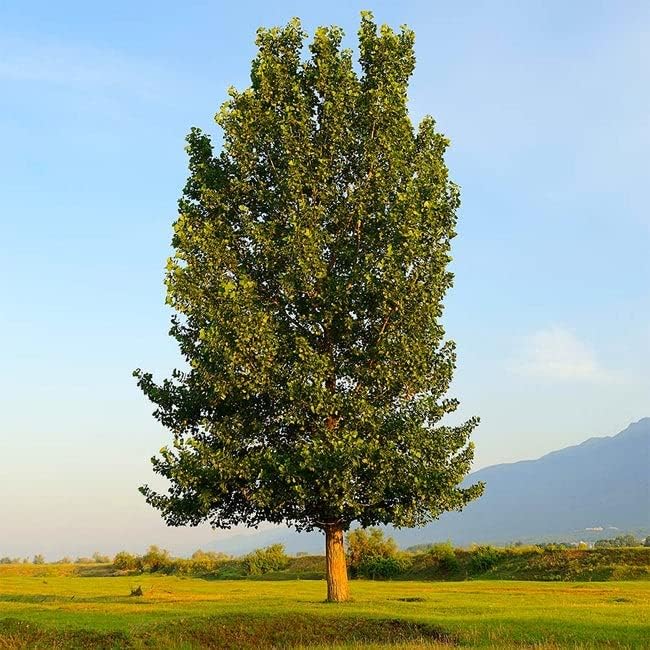2 Unrooted Hybrid Poplar Tree Cuttings | Fast-Growing Shade Tree | Privacy Screen | Populus deltoides x Populus nigra