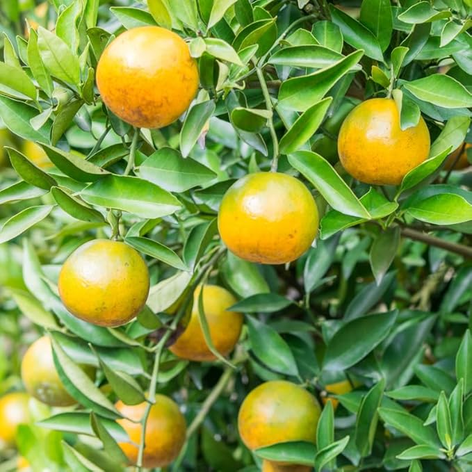 Rooted Calamansi Plant 2”-3” | Calamondin Citrus × microcarpa | Kalamansi Live Bare Root Citrus for Home or Garden