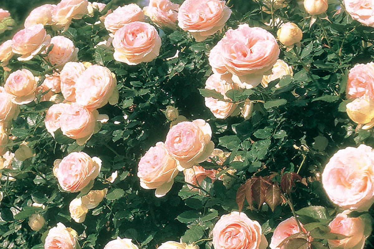 Eden Climbing Rose Plant - 1.5 Gal Pot, Fragrant Pink Blooms, Rosa ‘MEIviolin’, Hardy Zones 5-9, Own Root, Disease Resistant