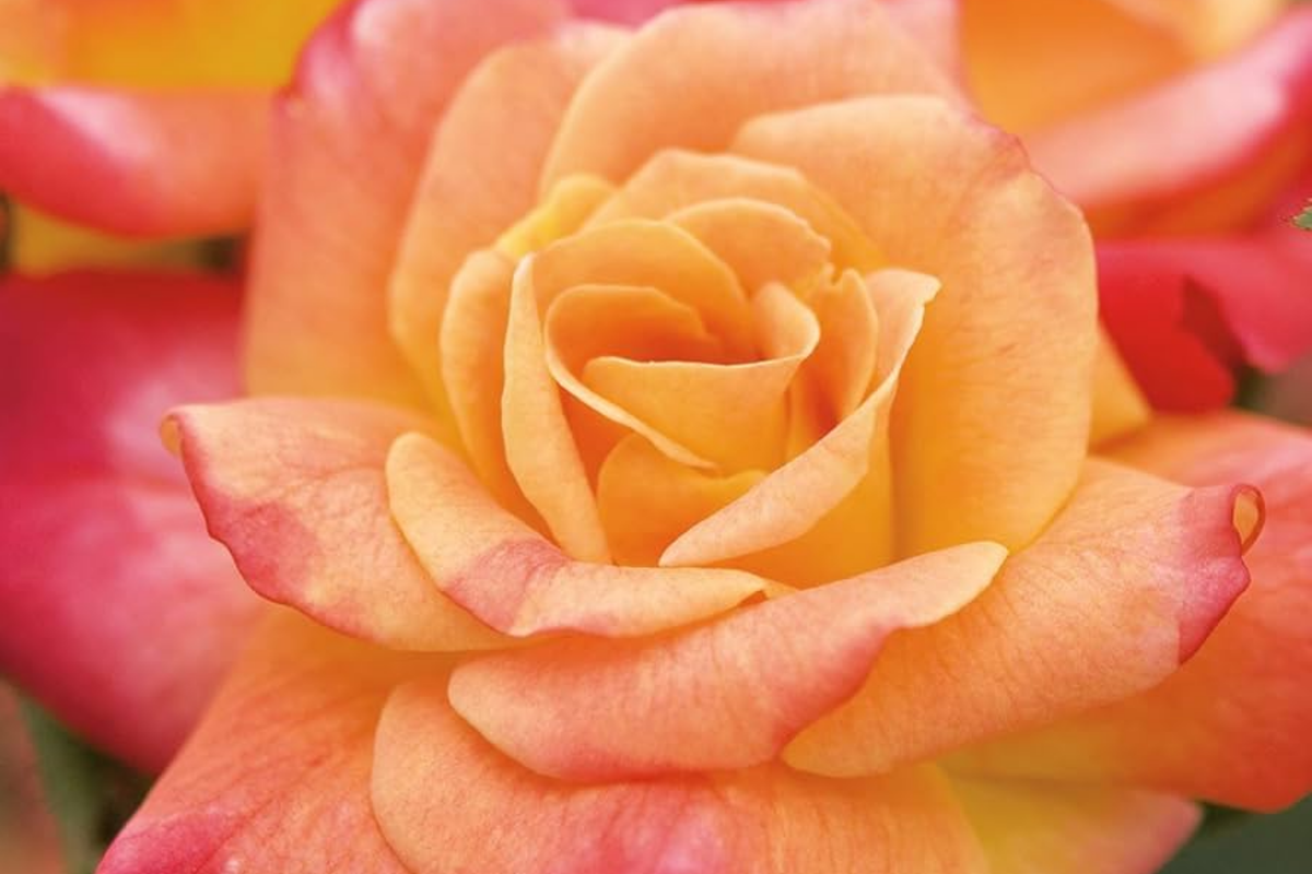 Climbing Rose 1.5 Gal Pot | Joseph's Coat | Pink, Yellow, Orange Blooms | Rosa 'Joseph's Coat' | Fragrant, Hardy Zones 5-9