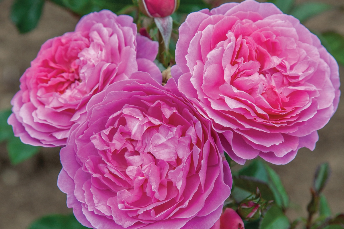 Floribunda Rose Plant 1.5 Gal Pink-Lavender Orchid Romance™ Rosa 'Orchid Romance' Reblooming Disease-Resistant Zones 5-10