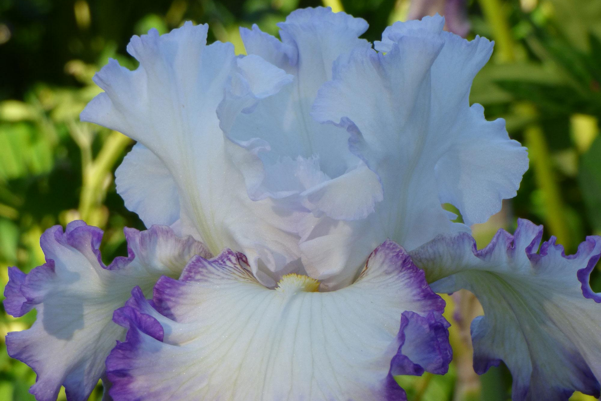 Center Ice Iris Plant - Quart Pot | Purple & White Bearded Iris | Iris germanica 'Center Ice' | Hardy Perennial for Zones 3-10