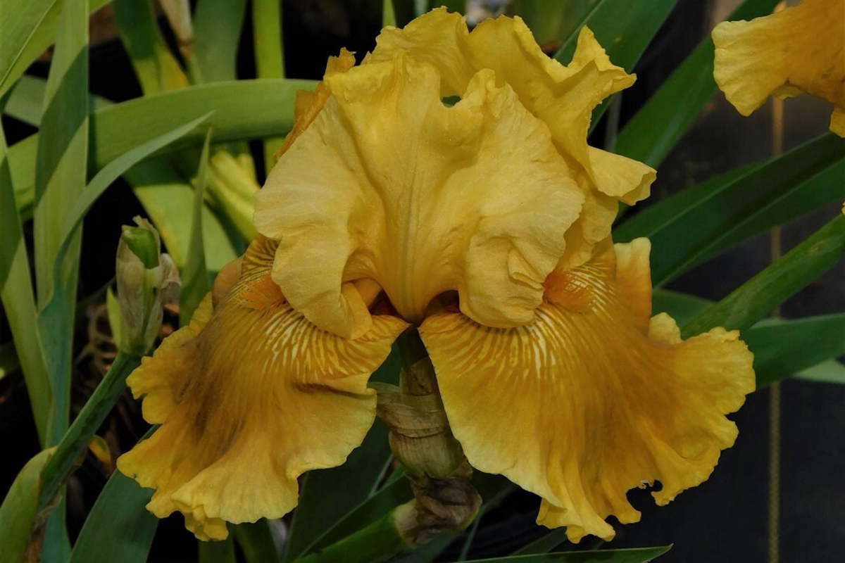 Oregon Firestorm Iris Quart Pot | Yellow Reblooming Perennial | Deer-Resistant | Iris germanica 'Oregon Firestorm'