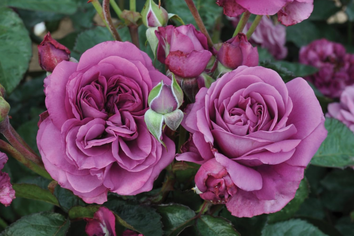 Plum Perfect™ Floribunda Rose - 1.5 Gal Potted | Purple Double Blooms | Reblooming, Heat Tolerant | Rosa 'KORvodacom'