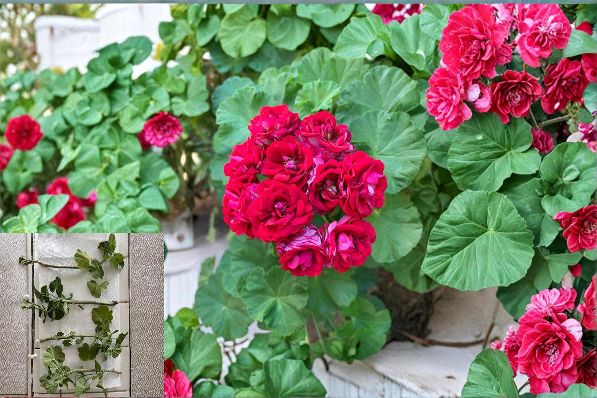 Double Red Geranium Cuttings 4 Pack - Pelargonium Fresh Propagation Cuttings for Container Gardening and Ornamental Use