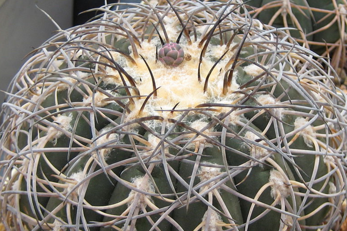 Rare Gymnocalycium spegazzinii armatum Cactus - Live Succulent Plant, 3-4 cm, Hardy with Twisted Spines, Flowering Cactus