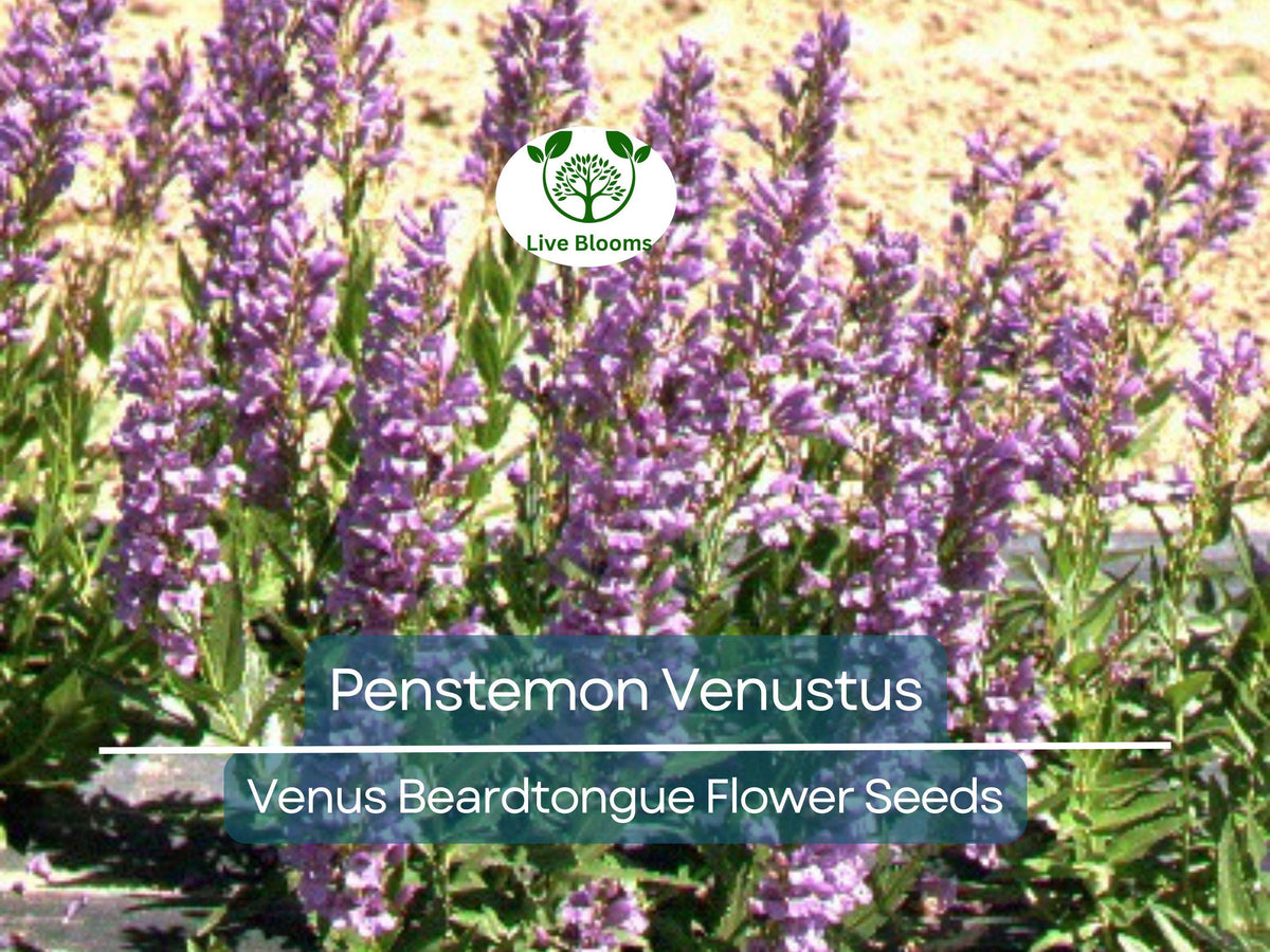 100 mg Penstemon Venustus Seeds | Venus Beardtongue | Drought-Tolerant Native Wildflower for Pollinator Gardens