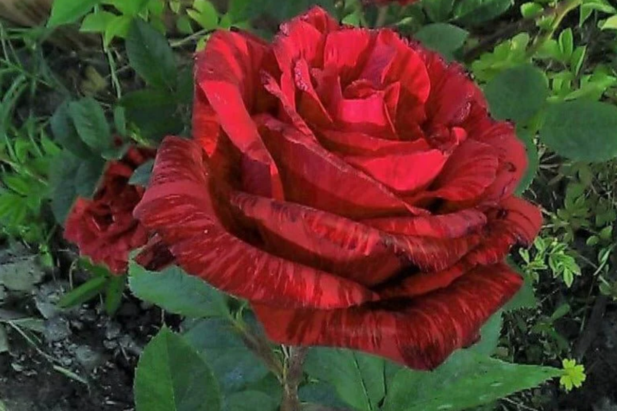 Super Rare Red Intuition Grandiflora Rose Cuttings - 3 Unrooted Stem Cuttings, Rosa 'Red Intuition' for Grafting & Rooting