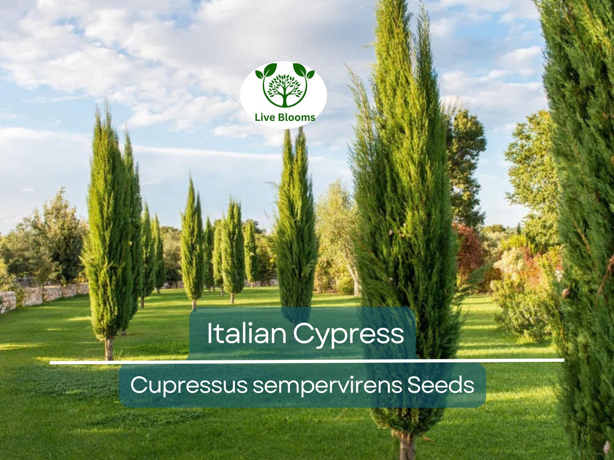 50 Italian Cypress Tree Seeds - Cupressus sempervirens, Non-GMO Evergreen, Fast-Growing Privacy Screen, Ideal for Landscaping