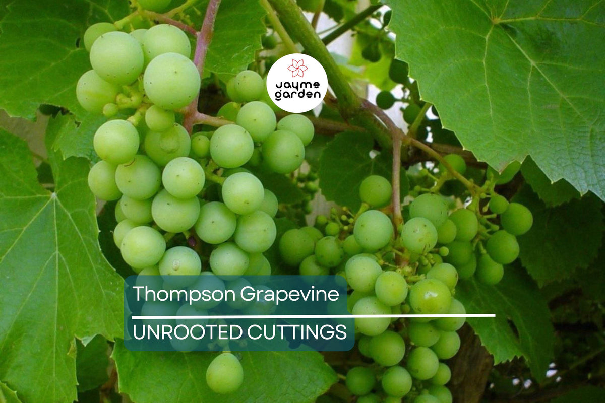 12 Thompson Seedless Grapevine Cuttings | Edible, Cold & Drought Resistant | Fast Growing Vines | Vitis vinifera