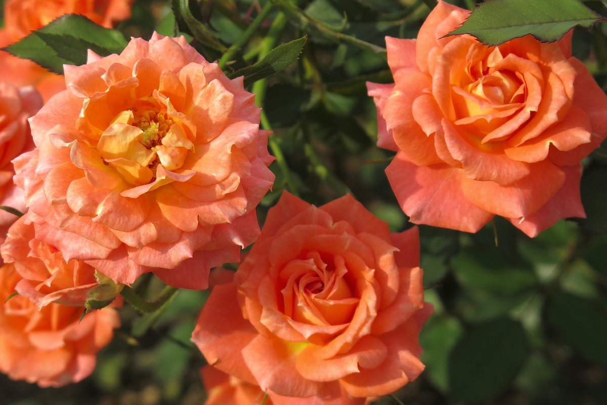 Gingersnap Rose 1.5 Gal Potted - Bright Orange Reblooming Floribunda Rosa 'Arosnap' with Light Fragrance, Ideal for Zones 5-10