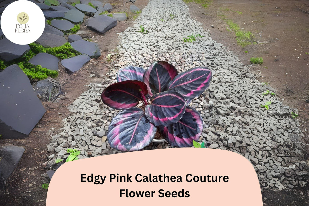 25+ Edgy Pink Calathea Seeds | Exotic Indoor Tropical Plant | Calathea roseopicta ‘Edgy Pink’ | Rare Decorative Foliage