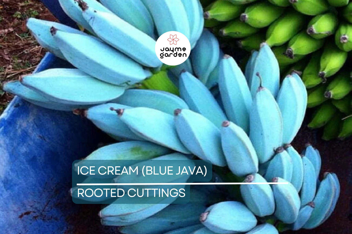 Musa 'Ice Cream' (Blue Java) Banana Tree - Small Rooted Starter Plant - Live Edible Banana Plant for Tropical Gardens