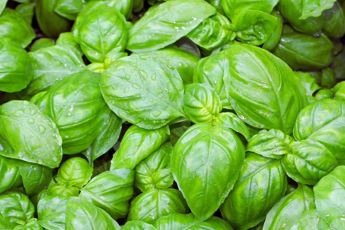 Genovese Basil Seeds | Heirloom NON-GMO | Ocimum basilicum | 200 Seeds for Home Garden and Culinary Use