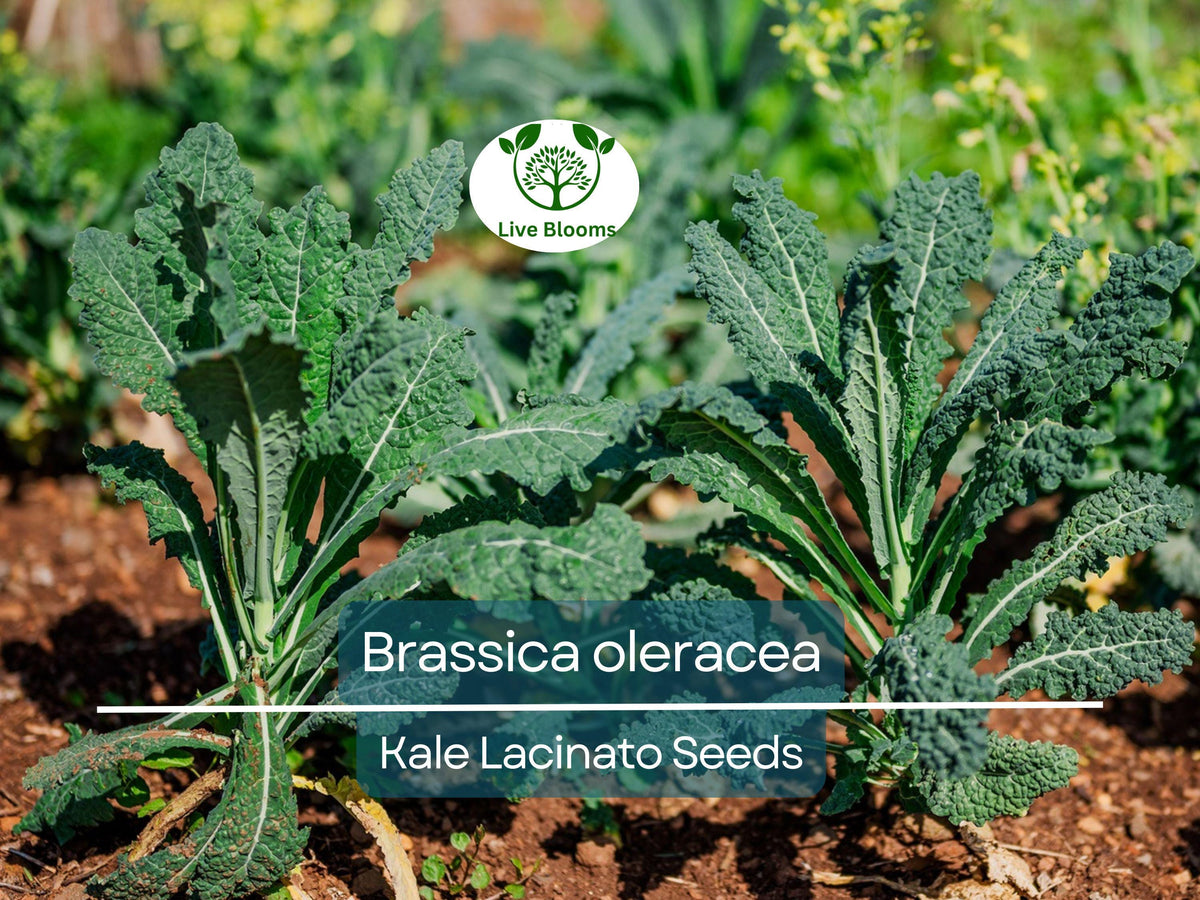 250 Kale Seeds - Lacinato (Dinosaur Kale) - Brassica oleracea - Organic, Nutritious Greens for Cooking & Smoothies