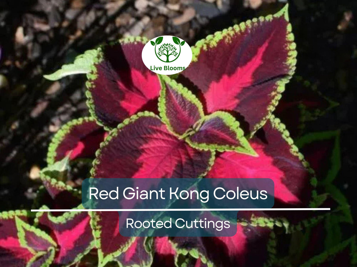 Red Giant Kong Coleus Cuttings - Colorful Foliage Plant, Coleus x hybridus, Indoor/Outdoor, Fast-Growing, Attracts Pollinators