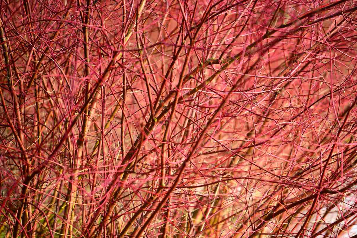Red Dogwood Cuttings | Fresh Unrooted | Cornus sericea | Vibrant Red Stems for Privacy and Landscaping