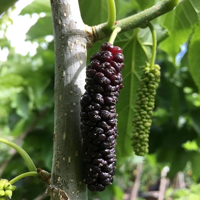 Live Bare Root Mulberry Tree - 1' Pakistan Long Variety - Morus macroura - Rare Sweet Seedless Fruit - Fast Growing & Hardy