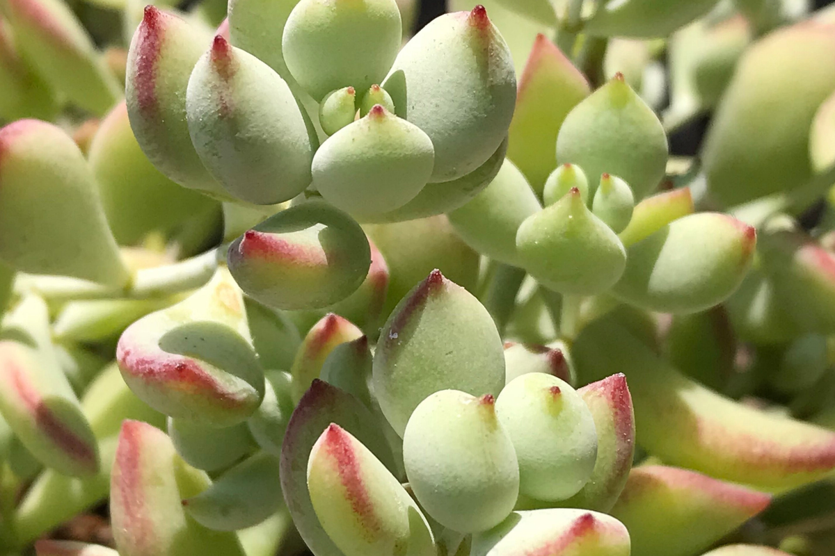 4 Unrooted Cotyledon Pendens Cuttings - Rare Succulent Propagation - 3-4" Long - Easy Care for Indoor Gardens
