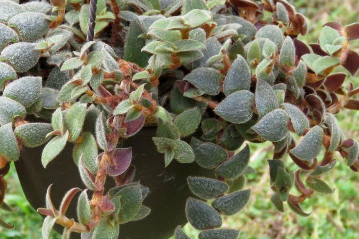 Teddy Bear Plant Cuttings - 4+ Healthy Unrooted Cuttings for Easy Propagation - Kalanchoe tomentosa