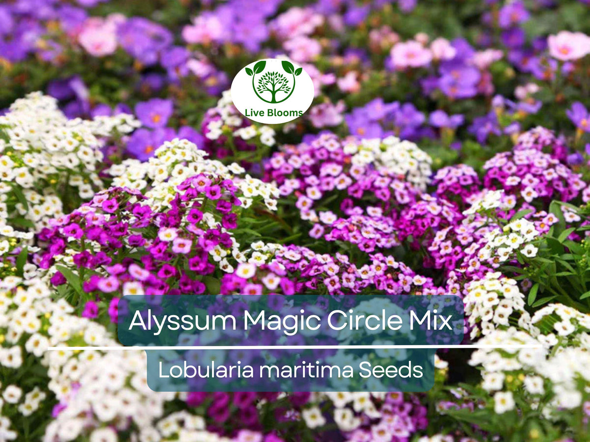1000 Seeds Alyssum Magic Circle Mix, Trailing Groundcover, Pink Purple White, Non-GMO, Lobularia maritima, Fragrant Flowers