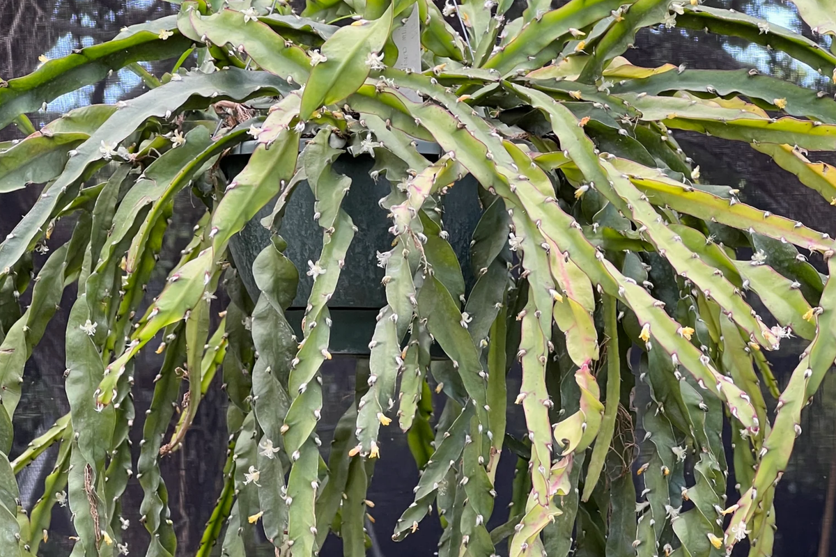 Lepismium Cruciforme Spiralis Cactus Cuttings | 3 Unrooted 4-8" | Rare Epiphytic Cactus for Grafting & Rooting