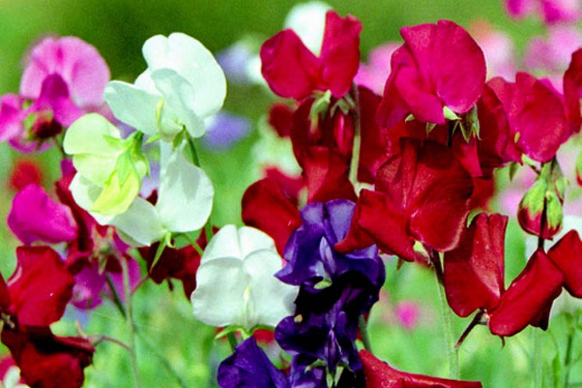 Dwarf Sweet Pea Seeds Bijou Mix | Non-GMO Annual Flower Seeds | Lathyrus odoratus | Colorful Pastel Blooms for Gardens
