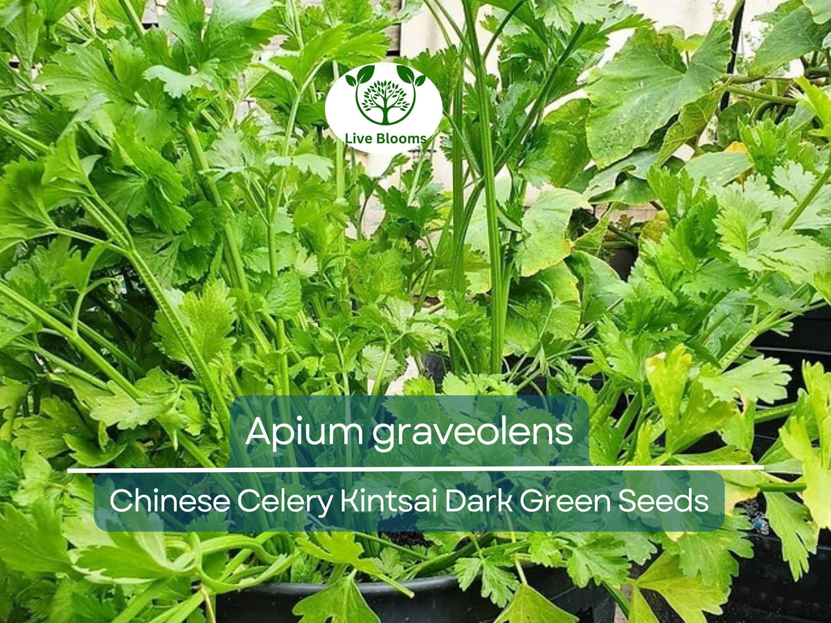 1350 Seeds Chinese Celery Kintsai Dark Green - Apium graveolens Heirloom for Planting, Gardening & Culinary Use